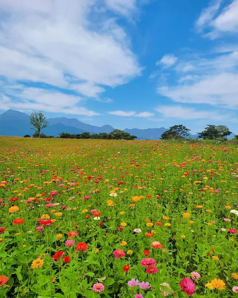 Yazın kozmosun ve kainatın alanı