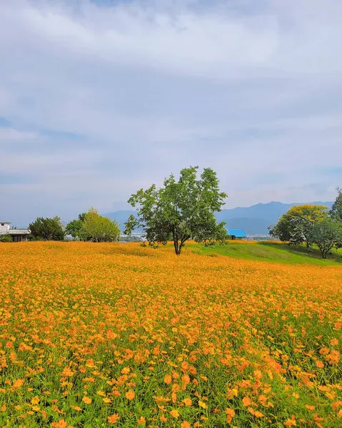 Çiçek tarlası ve mavi gökyüzü olan güzel bir manzara.