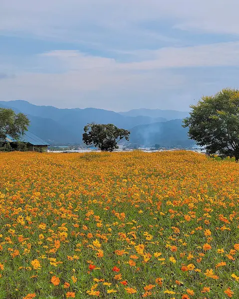 Güzel renkli kozmos çiçekleri
