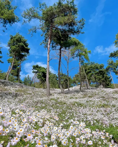 Güzel botanik fotoğrafı, doğal duvar kağıdı.