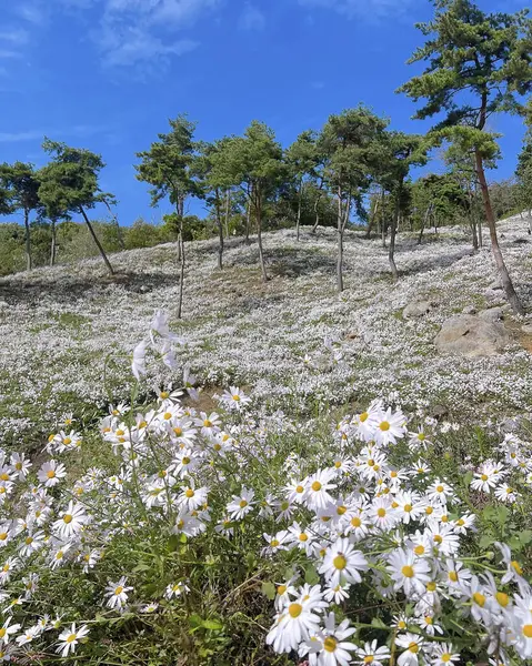 Dağlarda güzel çiçekler