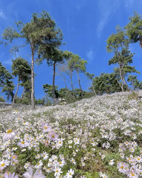 Bahçedeki güzel çiçekler
