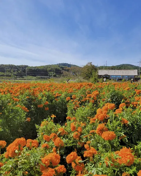 Bahçedeki güzel çiçekler