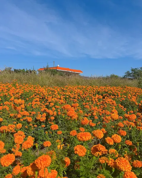 tarlada turuncu kadife çiçekleri