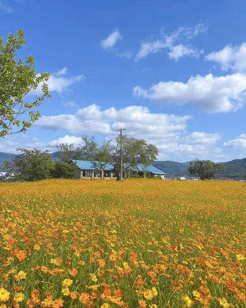 Tarladaki güzel çiçekler