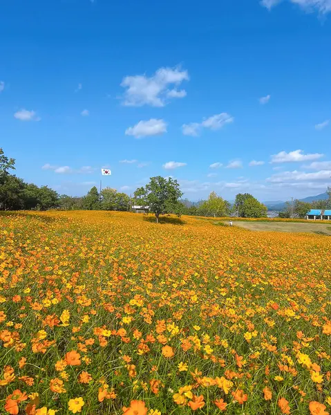 Tarladaki güzel çiçekler
