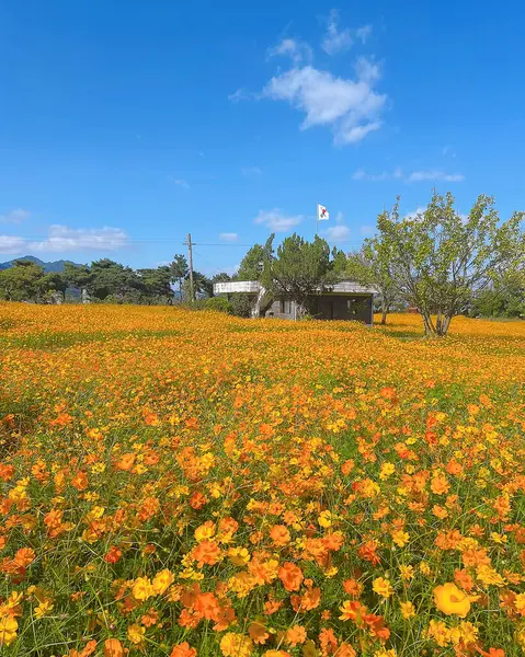 Bir çiçek tarlasının güzel manzarası