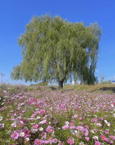 Bahçedeki güzel çiçekler