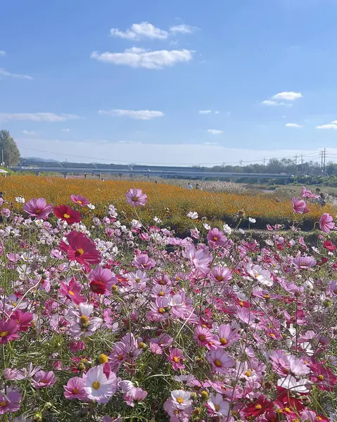 Bahçedeki güzel çiçekler