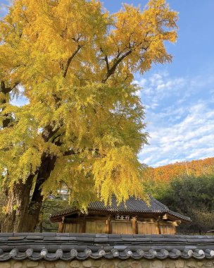 autumn landscape with a colorful leaves