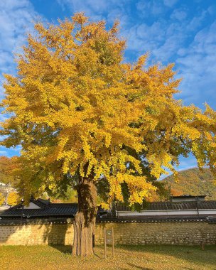 Kore 'de sonbahar yaprakları