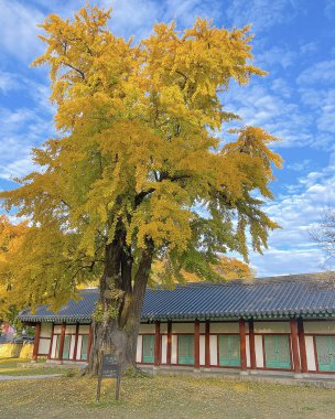 Ağaçlar ve yapraklarla dolu güzel sonbahar manzarası