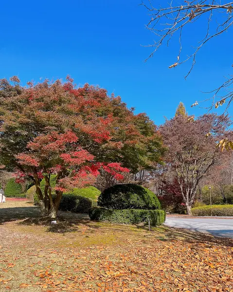 Renkli ağaçlarla dolu sonbahar manzarası