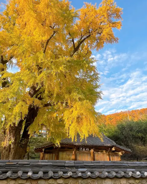 autumn landscape with a colorful leaves