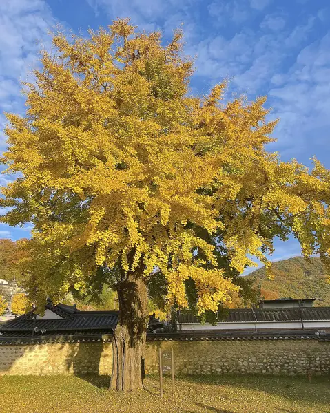 Kore 'de sonbahar yaprakları