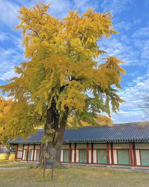 Ağaçlar ve yapraklarla dolu güzel sonbahar manzarası