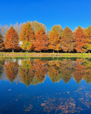 Renkli yapraklı sonbahar manzarası