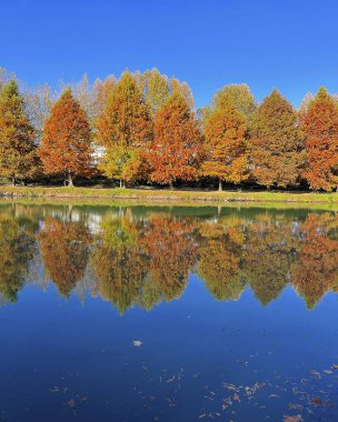 Renkli ağaçlar ve yapraklarla dolu sonbahar manzarası