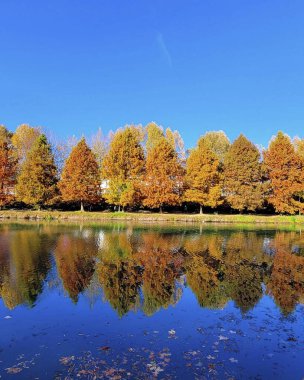 Parkta renkli sonbahar ağaçları