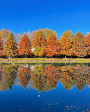 Renkli yapraklar göle dökülüyor