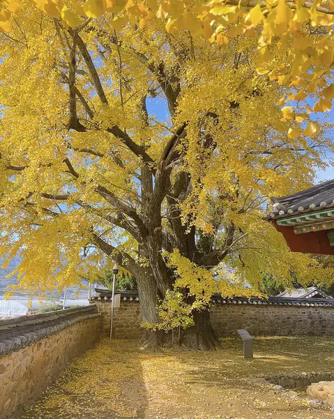 Ağaçlı güzel sonbahar manzarası