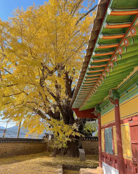 Kore 'deki parktaki altın sonbahar.