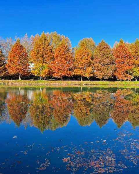 Renkli yapraklı sonbahar manzarası