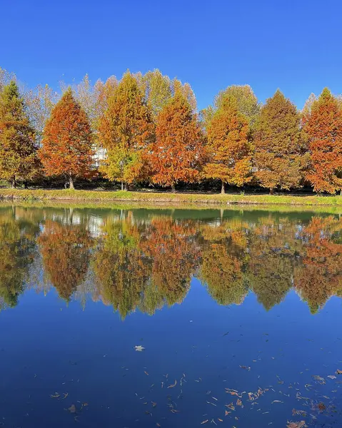Renkli ağaçlar ve yapraklarla dolu sonbahar manzarası