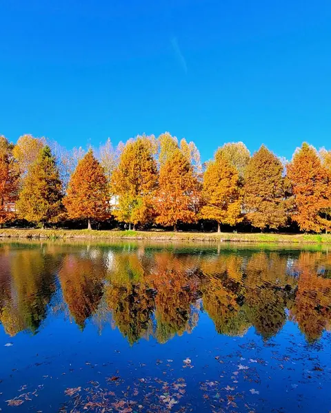 Parkta renkli sonbahar ağaçları