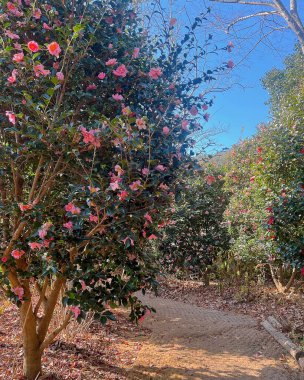 Güzel botanik fotoğrafı, doğal duvar kağıdı.