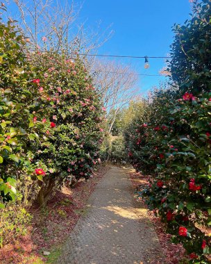 Parktaki güzel çiçekler.