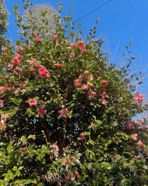 Güzel botanik fotoğrafı, doğal duvar kağıdı.