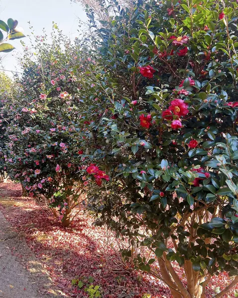 Güzel botanik fotoğrafı, doğal duvar kağıdı.