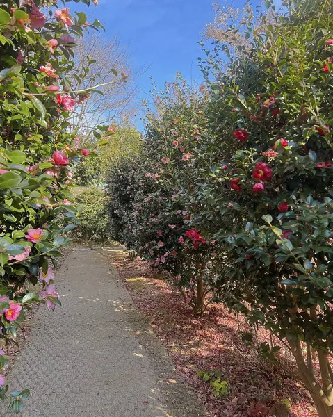 Bahçedeki güzel çiçekler