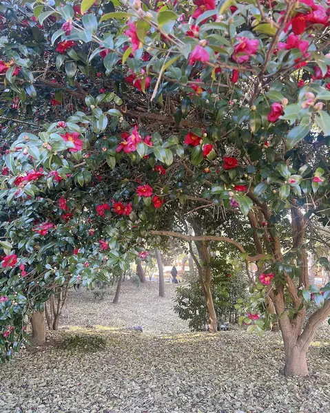 Bahçedeki güzel çiçekler