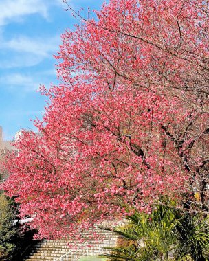 Bahçedeki güzel çiçekler