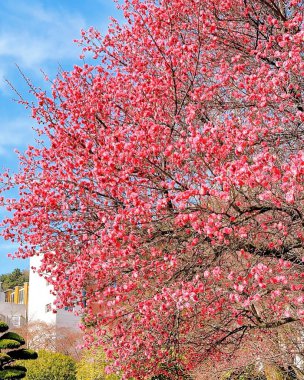 Güzel botanik fotoğrafı, doğal duvar kağıdı.