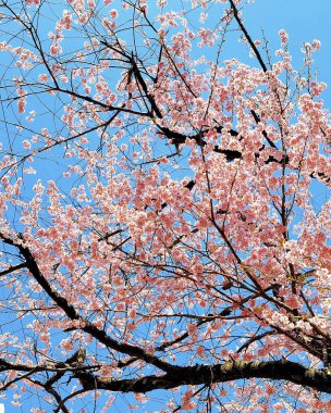 Doğa ve şehir manzarası 