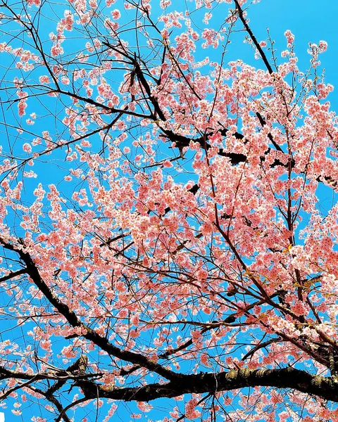 Doğa ve şehir manzarası 