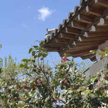 Güzel botanik fotoğrafı, doğal duvar kağıdı.