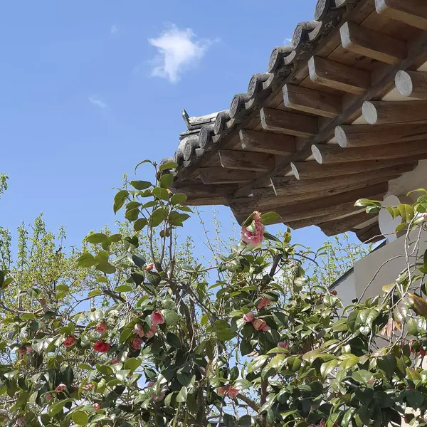 Güzel botanik fotoğrafı, doğal duvar kağıdı.
