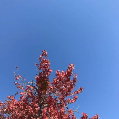 Doğada ağaç dalları, bitki örtüsü