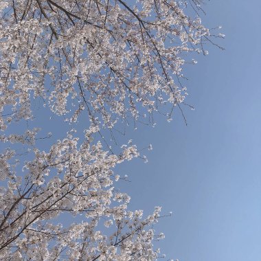 Güzel kış manzarası arka planı. doğa arkaplanı