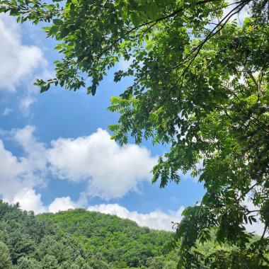Ağaçları ve mavi gökyüzü olan güzel bir orman