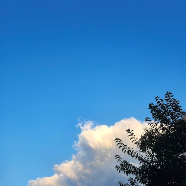 Ağaç dalları, bitki örtüsü ve doğa