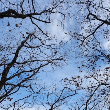 Ağaç dalları doğa