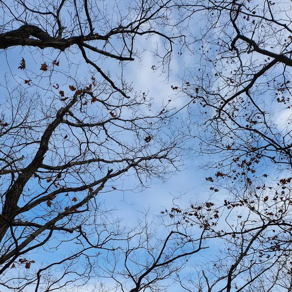 Ağaç dalları doğa