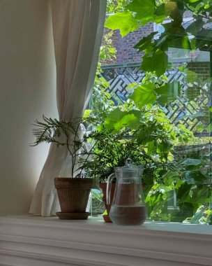 Beyaz arka planda yeşil çay yaprakları