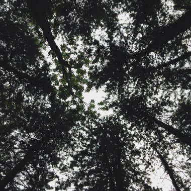 Ormandaki ağaç dalları, bitki örtüsü ve doğa