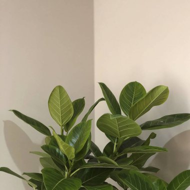 Beyaz arkaplanda güzel yeşil yapraklar